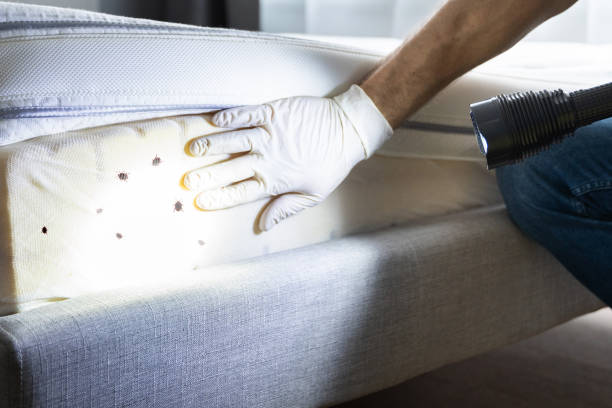 Wasp Removal Services in Red Lick, TX
